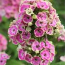 Floks-Orchid-Yellow-Orhid-Jellou-P9-POSPeLLA-1-sht