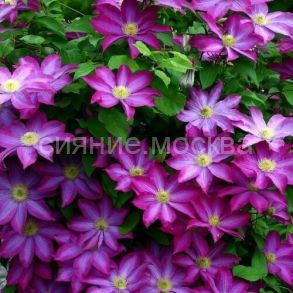 Клематис Kakio (Какио) (P9) (ПОСПЕЛЛА) 1 шт