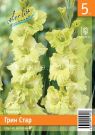 Gladiolus-Grin-Star-Green-Star-zelenaya-zvezda-10-12-5-sht-Kolorlajn
