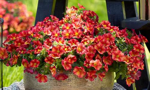 Калибрахоа MimiFamous Uno Bakari