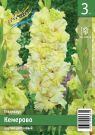 Gladiolus-Kemerovo-10-12-3-sht-Kolorlajn
