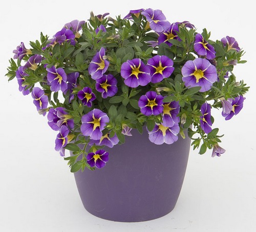 Калибрахоа Rave Blue Bicolor