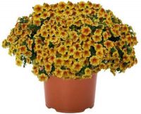 Калибрахоа Aloha Kona Honeycomb