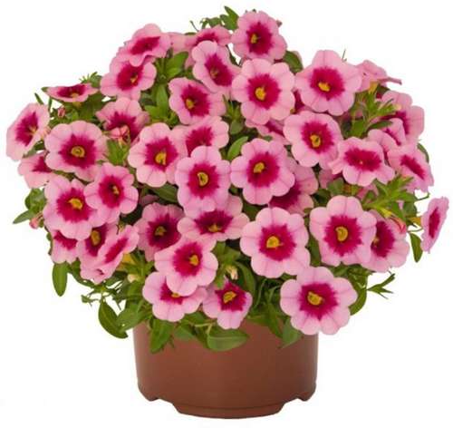 Калибрахоа Aloha Kona Tiki Strawberry