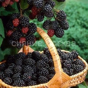 Ежевика Triple crown (Тройная корона) (P9) (ПОСПЕЛЛА) 1 шт