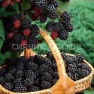 ezhevika-Triple-crown-Trojnaya-korona-P9-POSPeLLA-1-sht