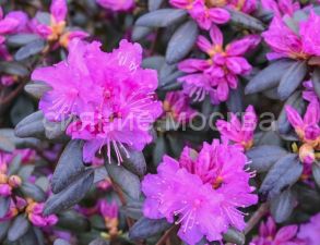 Рододендрон PJM Elite-1 (ПиДжейЭм Элит-1) (P9) (ПОСПЕЛЛА) 1 шт