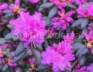 Rododendron-PJM-Elite-1-PiDzhejJem-Jelit-1-P9-POSPeLLA-1-sht
