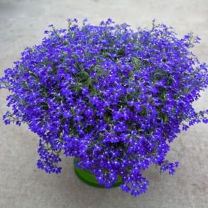 Лобелия Walet Blue