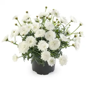 Аргирантемум Aramis Double White