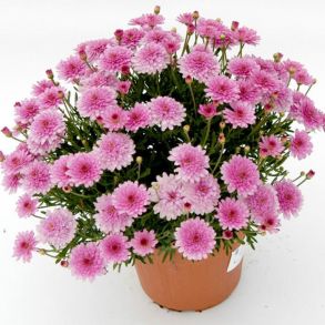 Аргирантемум Aramis Double Pink