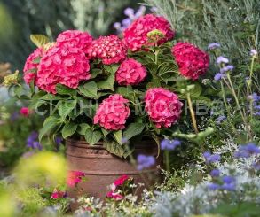 Гортензия крупн. Endless Summer Love (Эндлесс Саммер Лав) (P9) (ПОСПЕЛЛА) 1 шт