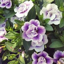 Калибрахоа Сalita Double Blue Bicolor