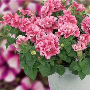 Петуния SweetSunshine Compact Pink Red Veins