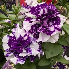 Петуния SweetSunshine Blue Sky