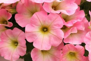 Петуния Sweetunia Baby Pink