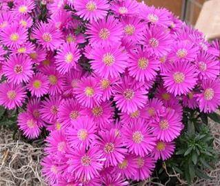 Астра многолетняя кустарниковая Диана