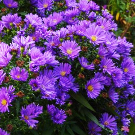 Астра кустарниковая Айленд Самуа