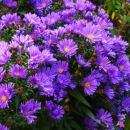 Астра кустарниковая Айленд Самуа