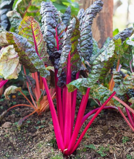 Мангольд Маджента Сансет, 5г семян