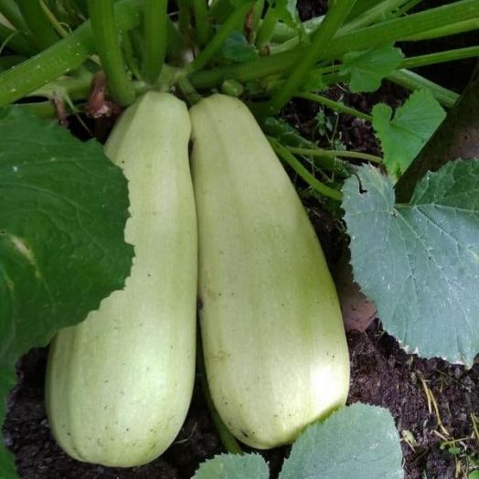 Кабачок БЕЛОГОР F1, 100г семян