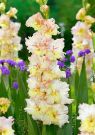 Gladiolus-Cera-Fiarless-10-12-5-sht-Kolorlajn