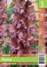 Gladiolus-yakutsk-10-12-3-sht-Kolorlajn