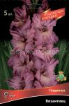 Gladiolus-Vizantiec-1-sht-quot-Rossijskaya-selekciya-quot-Poisk