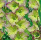 Gladiolus-Munlajt-Shedou-up-5-sht-Poisk