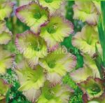 Gladiolus-Munlajt-Shedou-up-5-sht-Poisk