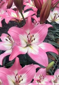 Лилия Пинк Глосси (Pink Glossy), ЛА, 12/14, 2 шт (Колорлайн)