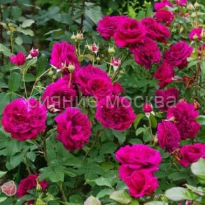 Роза английская парковая Вильям Шекспир William Shakespeare, 1 шт., Поиск