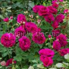 Roza-anglijskaya-parkovaya-Vilyam-Shekspir-William-Shakespeare-1-sht-Poisk