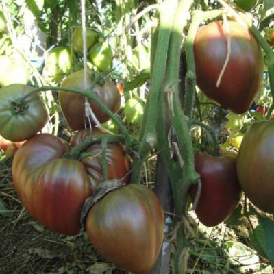 Томат индетерминантный БЫЧЬЕ ЧЕРДЦЕ ШОКОЛАДНОЕ, 5г семян