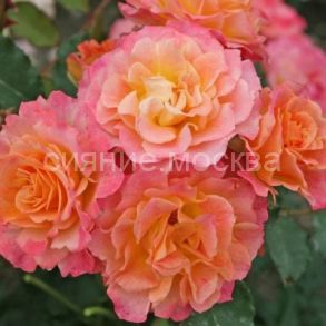 Роза Кордес парковая Ландлуст LandLust, 1 шт., Поиск