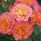 Roza-Kordes-parkovaya-Landlust-LandLust-1-sht-Poisk