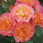 Roza-Kordes-parkovaya-Landlust-LandLust-1-sht-Poisk