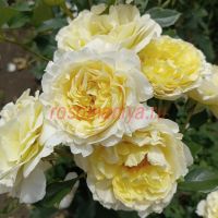 Айриш Хоуп (Irish Hope)