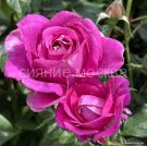 Roza-Kordes-floribunda-Karmen-Vyurt-Carmen-Wurth-1-sht-Poisk1