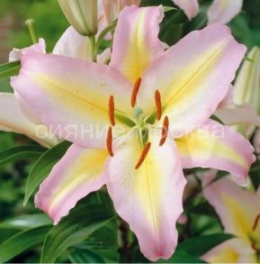 Лилия Фокус Покус (Hocus Pocus), вост., 2 шт (Поиск)