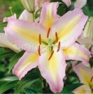 Liliya-Fokus-Pokus-Hocus-Pocus-vost-2-sht-Poisk