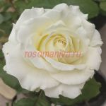 Антарктика (Antarcticа)