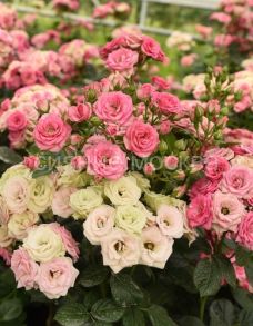 Роза спрей Мими Эден, 1 шт (Поиск)