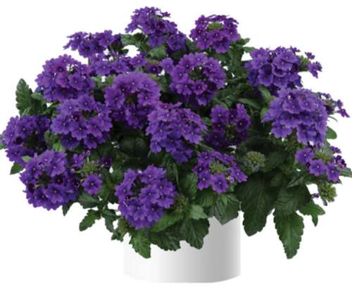 Вербена Vanessa Purple