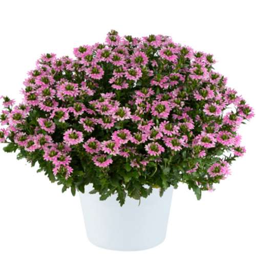 Сцевола Touch Baby Pink