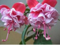 Фуксия Grundlsee