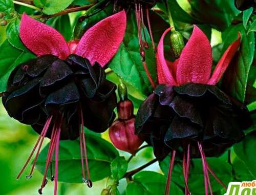 Фуксия Rohees Emperor