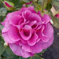 Виолетт Парфюм (Violette Parfumee)