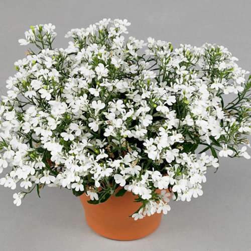 Лобелия Curacao Basket White