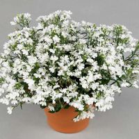 Лобелия Curacao Basket White